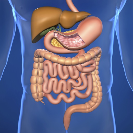 Memorize Human Digestive System Anatomy by Sliding Tiles Puzzle: Learning Becomes Fun icon