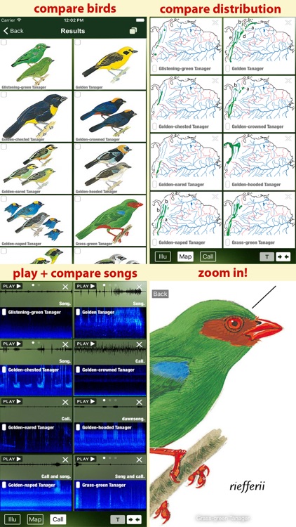 All Birds Ecuador - a complete field guide to all the bird species recorded in Ecuador