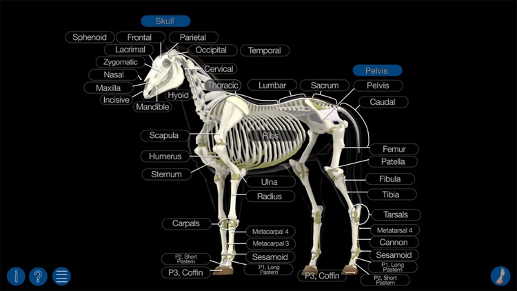 Horse Anatomy: Equine 3D screenshot-3