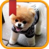 Dog Breed Quiz & Trivia App - All about Dogs 101 Guide for Animal Training and Types Name