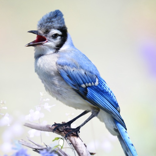 Blue Jay Sounds Icon