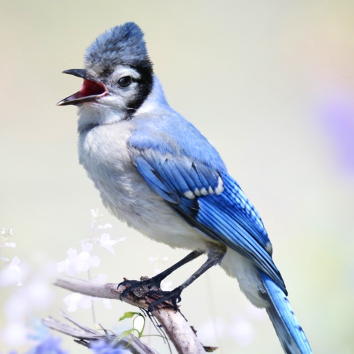 Blue Jay Sounds