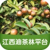 江西油茶林平台