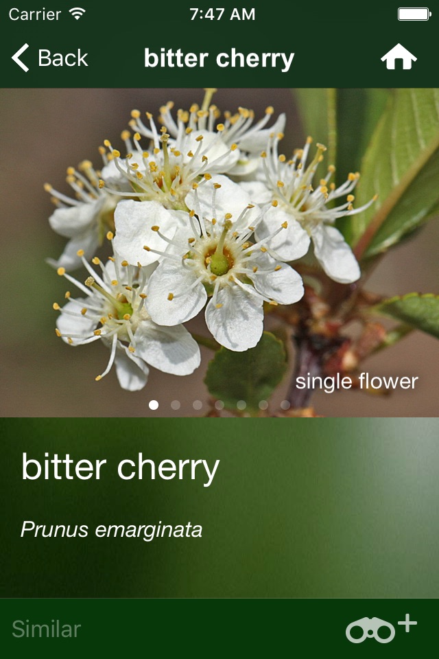 Tree Id USA - identify over 1000 of America's native species of Trees, Shrubs and Bushes screenshot 4