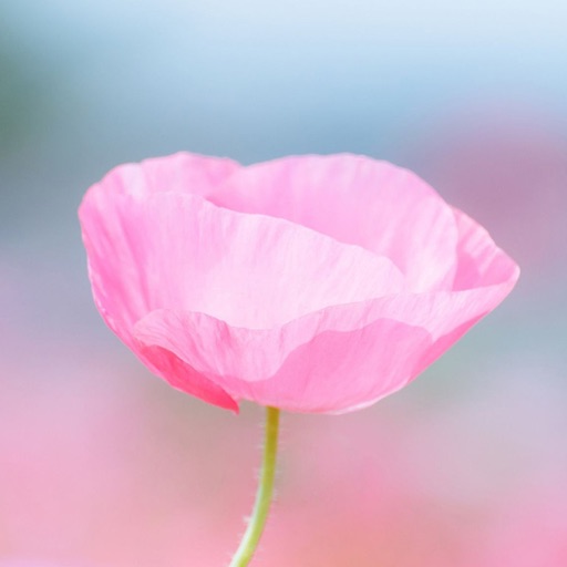 Poppy Wallpapers HD: Quotes Backgrounds with Art Pictures icon