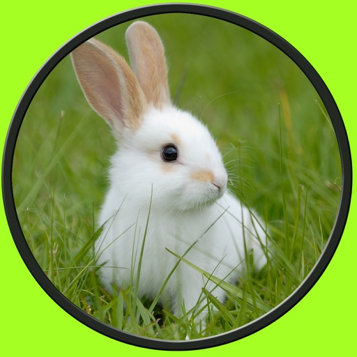 exceptionnal rabbits for kids no ads icon