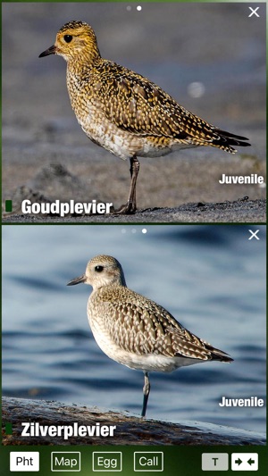 Birds of the Netherlands - a field guide to identify the bir(圖3)-速報App