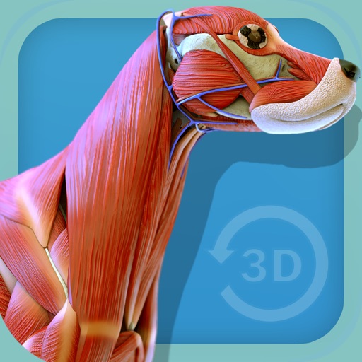 Visual Anatomy - Canine Download