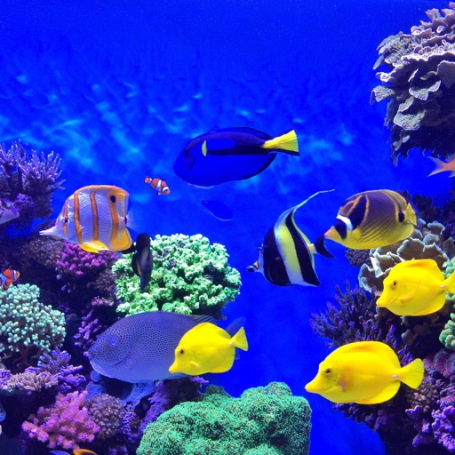 Aquarium for Beginners: Husbandry and Natural History，Selection