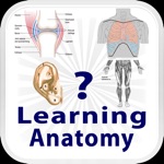 Learning Anatomy Quiz