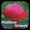 Die Pilzführer Schweiz App enthält Bilder und Porträts von 160 Pilzarten, einen reich bebilderten Bestimmungsschlüssel, ein Feldbuch mit Karten und der Möglichkeit Beobachtungen an Swissfungi zu verschicken