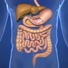 Memorize Human Digestive System Anatomy by Sliding Tiles Puzzle: Learning Becomes Fun