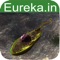 Euglena