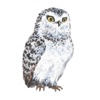 Beautiful Owls - Stickers & Emoji!