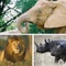 10000+ African Zoo Animals HD Photos