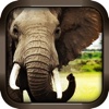 Wild Elephant Simulator 3D Crazy Attack Game Free