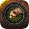 Virtual Hunting : Bear Pro
