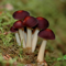 Mushrooms Encyclopedia