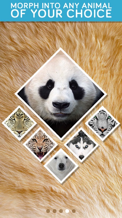 Insta Animal: Picture Editor, effects & fun faces