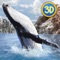 Play an Ocean Whale in simulator and solve interesting quests