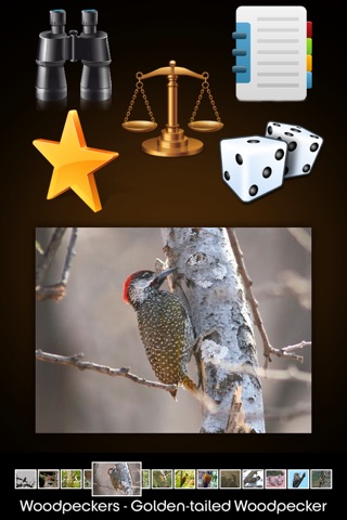 Woodpeckers Info screenshot 2