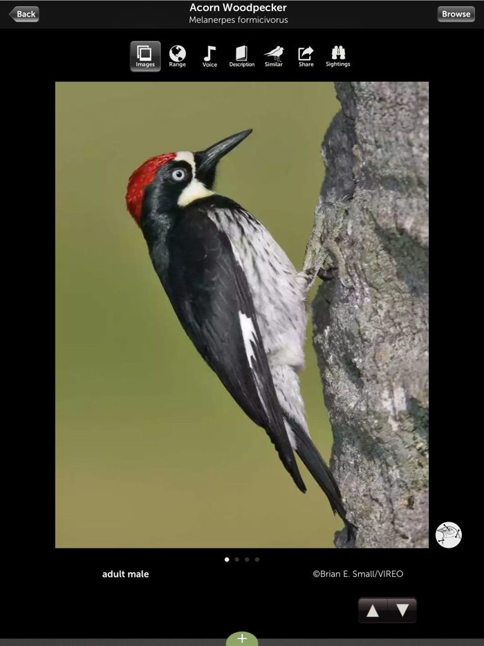 Audubon Birds of California