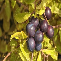 Acai Berry Weight Loss Diet Benefits  Diet Plans