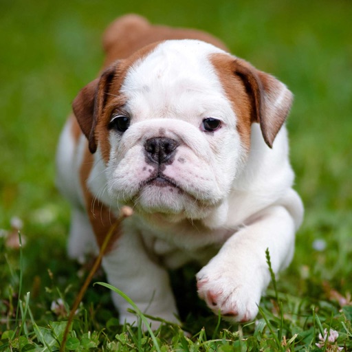 Cute Baby Pet Pictures, Puppy & Animals Wallpapers icon