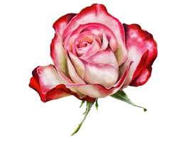 Painted, photo realistic rose and wildflower art
