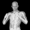 360 Anatomy for Artists HD: Male Figure - iPadアプリ