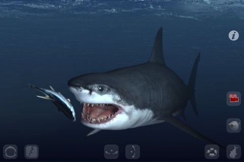 Talking Great White : My Pet Shark PRO screenshot 2