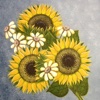 Sunflowers and Daisies Pattern Pack