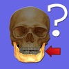 Anatomy Quiz for iPad