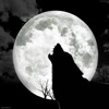 Wolf Howling Sounds and Wallpapers: Theme Ringtones and Alarm