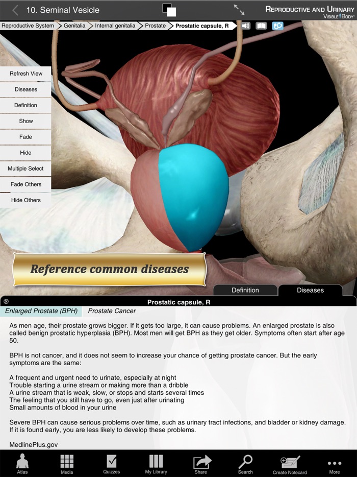 Reproductive and Urinary Anatomy Atlas Essential Reference for Students and Healthcare Professionals