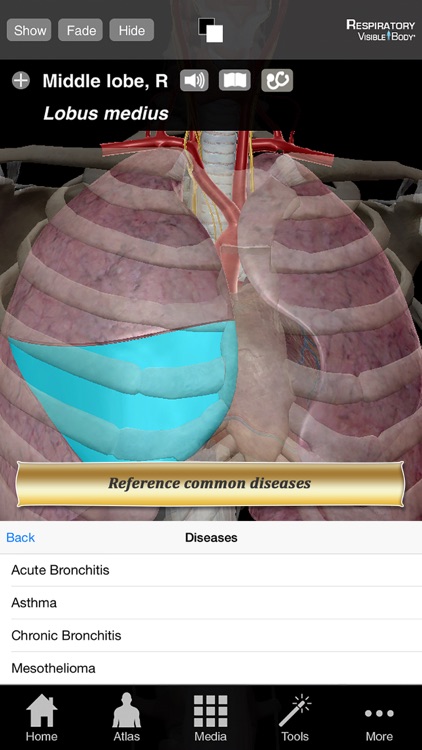 Respiratory Anatomy Atlas: Essential Reference for Students and Healthcare Professionals screenshot-4