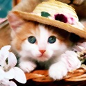 X-MOE~Extremely HD Wallpaper Gallery for Kitty & Doggy icon