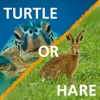 Turtle or a Hare?!