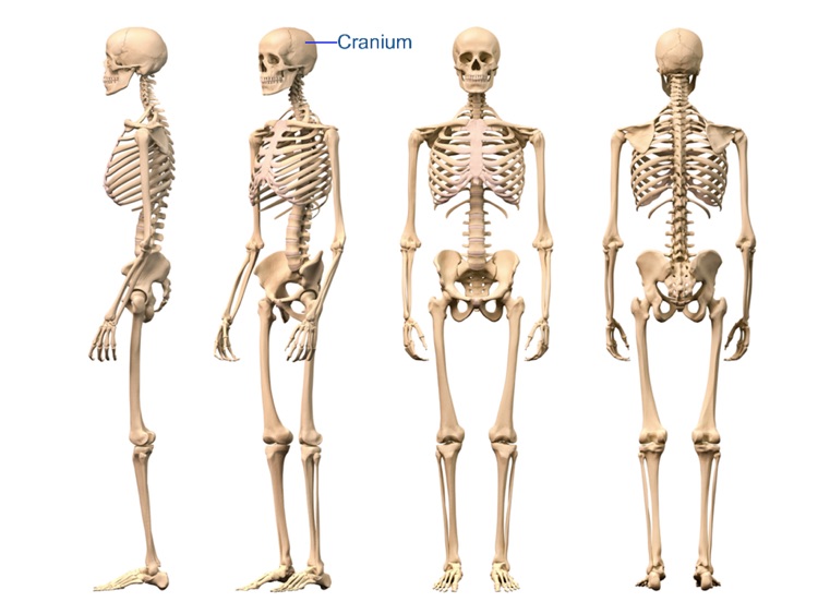 The Human Skeletal System HD