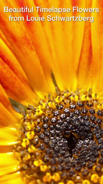 Magic Flowers - Visual Healing screenshot-0