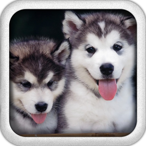 Beautiful Puppies Puzzle Free iOS App
