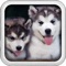Beautiful Puppies Puzzle Free
