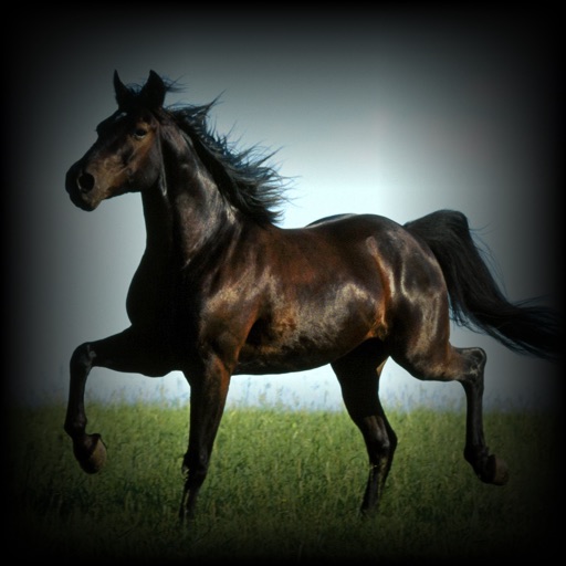 Horse Breeds Encyclopedia