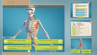 簡単な解剖学 3D screenshot1