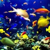 Colourful Fishes