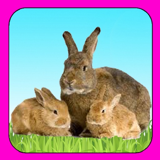 A Pet Bunny Rabbit icon