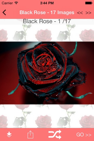 Roses Photo Gallery screenshot 3