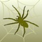 There are approximately 660 species of spider in the UK, and a few of these are regularly encountered in our houses