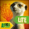 Meerkats Lite - Animal Planet Books for Kids