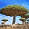 Discover the World of Trees with this amazing collection of 540 informative videos